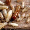 Western durwood termites