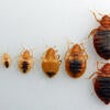 Bed bug developmental stages