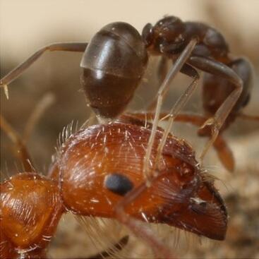 Argentine ant aggression