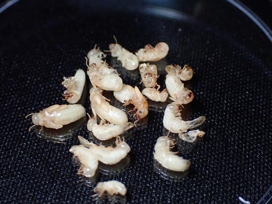 Drywood termites killed by CSIs Drywood termites killed by CSIs