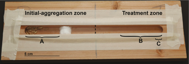 drywood termite wooden channel arena